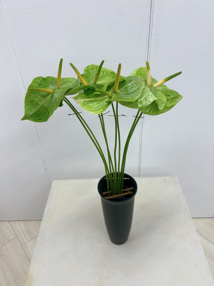 研究科２級２年５月＜一種類の花Ⅲ＞