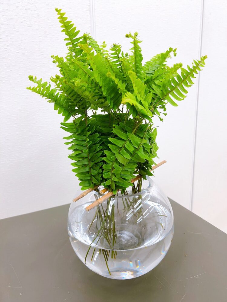 研究科２級３年１０月＜葉の構成Ⅴ（切れ込みのある葉）＞