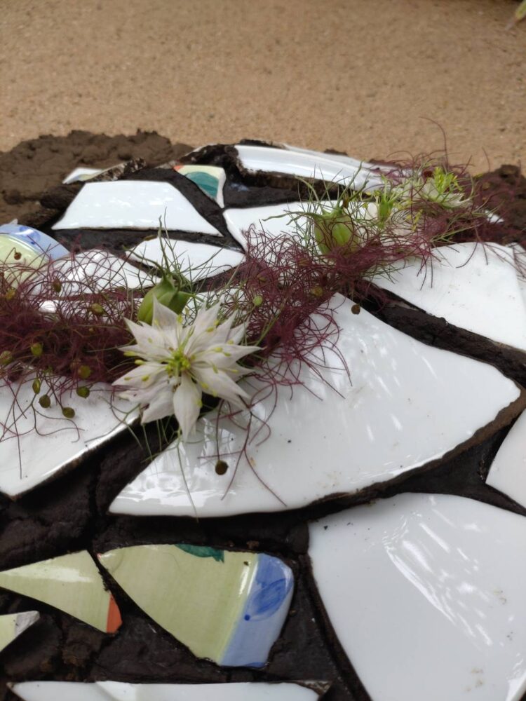 研究科１級１年６月＜植物と土＞