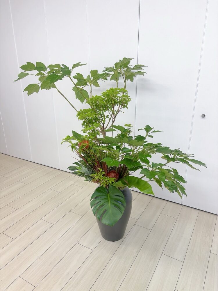 7月のつぼいけ 7月のつぼいけ